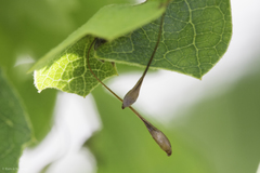 Andricus pedicellatus