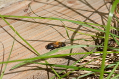 Megachile nigriventris