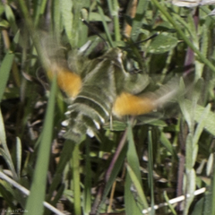 Proserpinus clarkiae