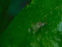 Coelotanypus concinnus