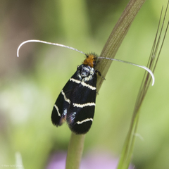 Adela trigrapha
