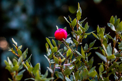 Cryptocarya wyliei