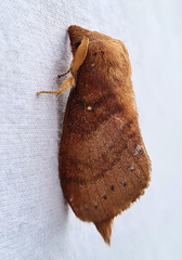 Lebeda nobilis
