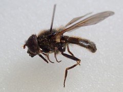 Cheilosia bergenstammi