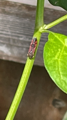 Homalodisca vitripennis