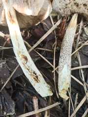 Leccinum schistophilum