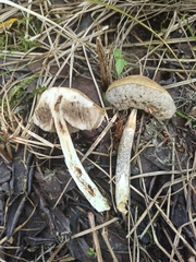 Leccinum schistophilum
