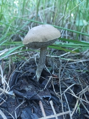 Leccinum schistophilum