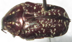 Xeloma leprosa