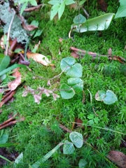 Neottia smallii