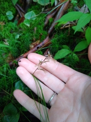 Neottia smallii