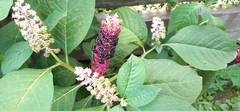 Phytolacca acinosa