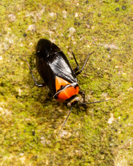 Neocapsus cuneatus