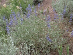 Lupinus meionanthus