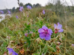 Geranium pratense