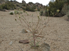Chaenactis douglasii douglasii
