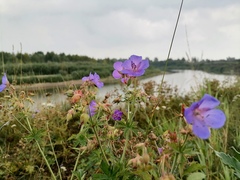 Geranium pratense