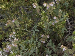 Phacelia ramosissima subglabra