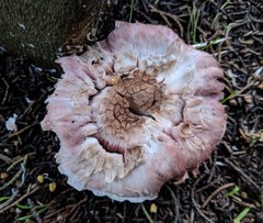Agaricus micromegethus