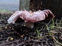 Agaricus micromegethus
