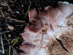 Agaricus micromegethus