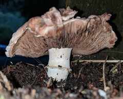 Agaricus micromegethus