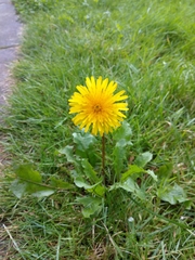 Taraxacum officinale