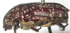 Xeloma leprosa