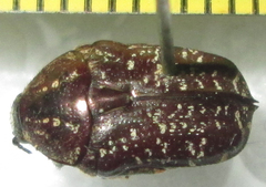 Xeloma leprosa