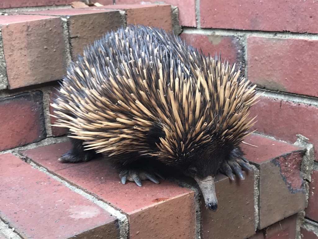 ハリモグラ