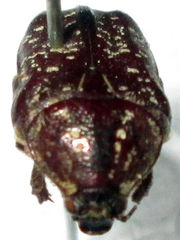 Xeloma leprosa