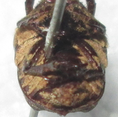 Xeloma leprosa