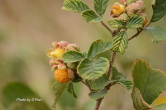 Rubus ellipticus