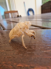 Cicada cretensis