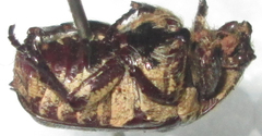 Xeloma leprosa