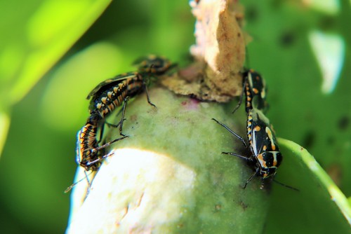 Bagrada Bug photographed in Malta