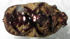 Xeloma leprosa