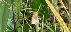 Coenonympha pamphilus
