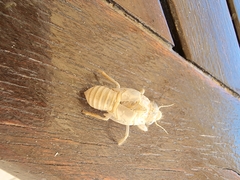 Cicada cretensis