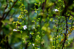 Endostemon obtusifolius