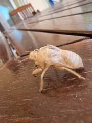 Cicada cretensis