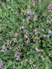 Astragalus bourgovii