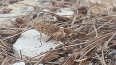 Oedipoda germanica