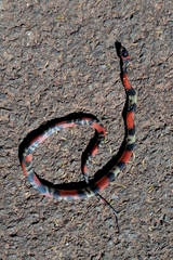 Oxyrhopus guibei