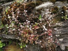 Micranthes clusii lepismigena