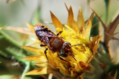 Megachile melanopyga