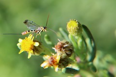 Syzeuctus tigris