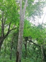 Homalium trichostemon