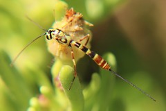 Syzeuctus tigris