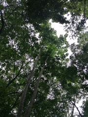 Homalium trichostemon